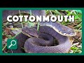 How to Identify a Cottonmouth