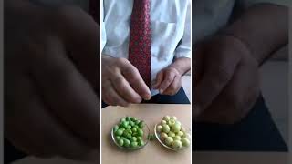 Yağlı zeytin nasıl anlaşılır kesin bilgi Zeytinin yağlısını bilmek çok kolay artık saktakarlığa son