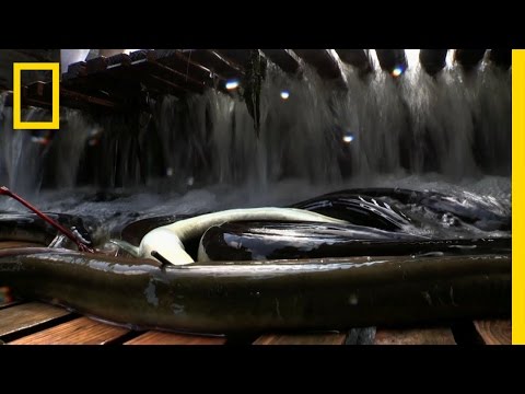 image-How big is the largest eel?