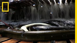 The Eel King | National Geographic