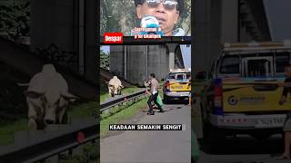 Download lagu Sapi Lompat dari Truk dan ngamuk di jl Tol Cikampek #shorts mp3