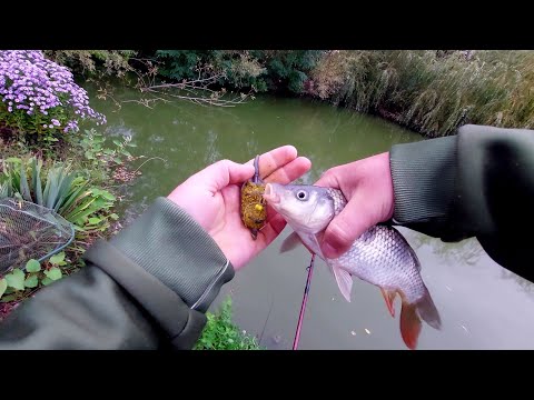 Feeder fishing in the Garden Pond with Nuclear Lure 🎣 The cloud that attracts fish! #fishing 🐟