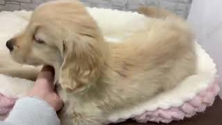 ゴールデンレトリバーの動画01