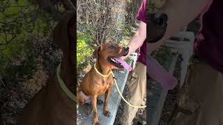 Video preview image #1 - Mix Puppy For Sale in Pasadena, CA, USA
