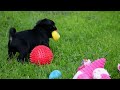 Pug dogs for sale: Trooper - Video 1