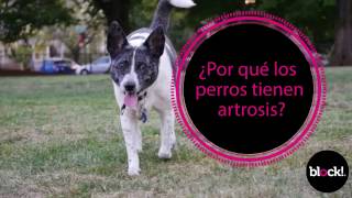 ¿Por qué los  perros tienen  artrosis?