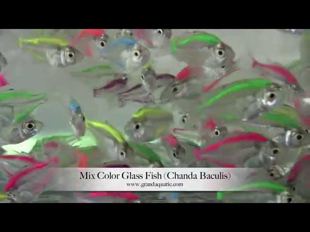 Copy of glass fish mix color (Chanda Baculis) / Aquarium Tropical Fish