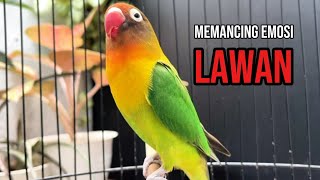 Download lagu Suaranya bikin Lawan emosi suara burung lovebird fighter ngekek panjang mp3 Download lagu Suaranya bikin Lawan emosi suara burung lovebird fighter ngekek panjang mp3