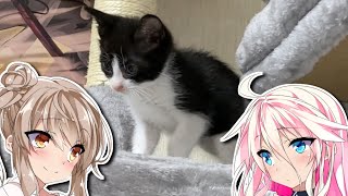 汚ったねぇ子猫拾った話　2話 汚ったねぇ子猫にキャットタワーをプレゼントしたりする話