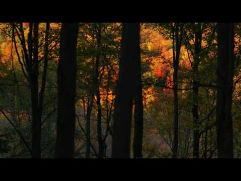 Bibio - Fi (full album)