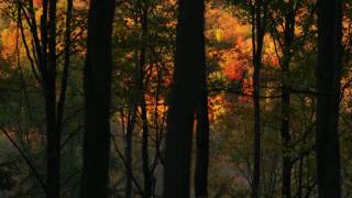 Download lagu Bibio - Fi (full album) mp3