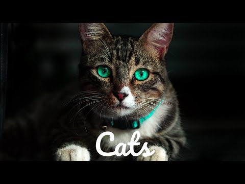 Relaxing Music For Stress Relief - Cats - 3 HOURS of Calming Meditation Study Sleep Music