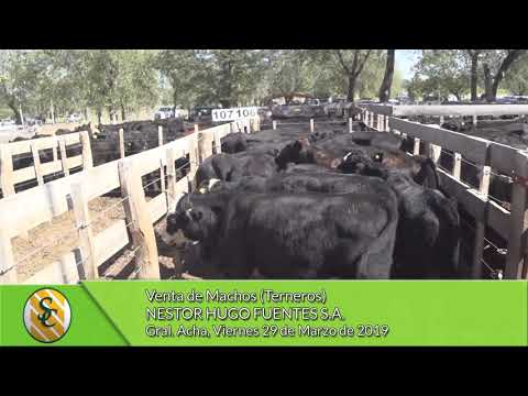 29-03-19 - Venta de Machos (Terneros) - Nestor Hugo Fuentes S.A. - Gral.  Acha