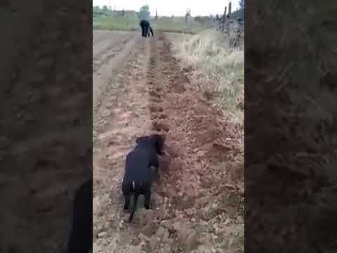 Куче помага на фермер.A dog helps a farmer.#Dogs