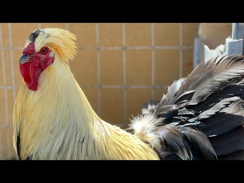 COPETONES PUROS DE PRIMERA CLASE