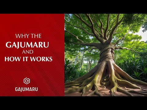 Why the Gajumaru and How it Works