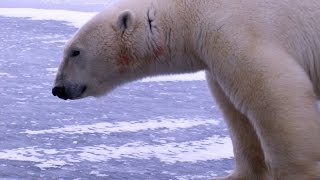 Churchill, Canada: Where Polar Bears Stalk Humans