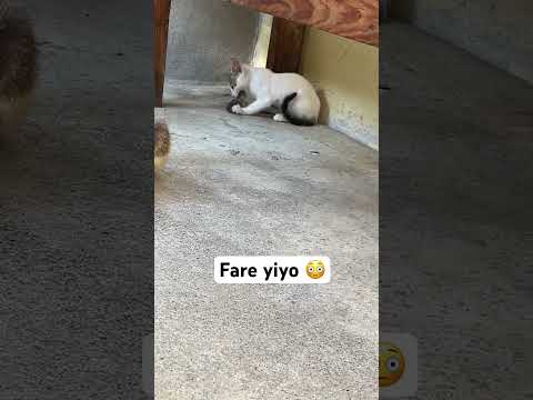Yavru kedi fare yiyo 😳