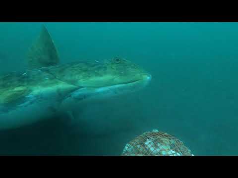 BIGGEST ALASKA HALIBUT EVER CAUGHT ON UNDERWATER CAMERA!