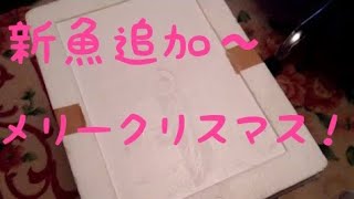 【アロワナ混泳水槽】メリークリマス！新魚お出迎え報告です””