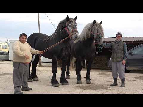 Caii lui Ionut de la Sacadat, Bihor - Cu Nea Costel si Stelica in vizita - 2024 Nou!!!