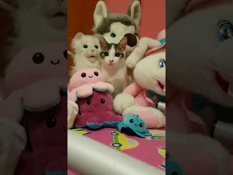 Titty si confonde con i peluche #cat #cats #funnycat #gatti #gattini #gattidivertenti