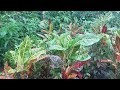 মা ছেলের গল্প বাংলা চটি গল্প Bangla Choti Golpo Choti 