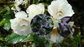 Zeg mij waar de bloemen zijn By MissMarilyn1962 ( My Version)