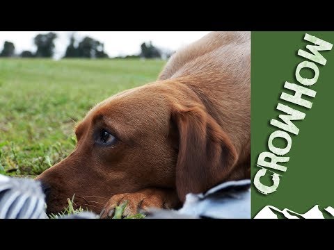 Crowhow: Decoying Pigeons over Lucerne