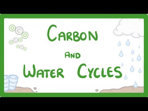 GCSE Biology - What is the Carbon Cycle? What is the Water Cycle? Cycles Explained #88