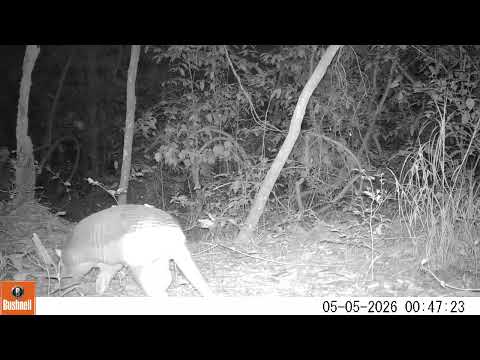 Tatu-canastra (Priodontes maximus) - Monitoramento de fauna no Cerrado de Água Clara, MS