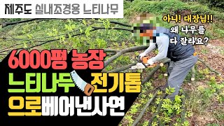실내 조경의 미학! 제주도로 떠난 대장의 느티나무 | 나무대장