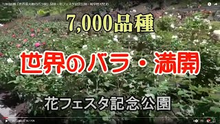 preview picture of video '7,000品種「世界最大級のバラ園」見頃－花フェスタ記念公園－岐阜県可児市'