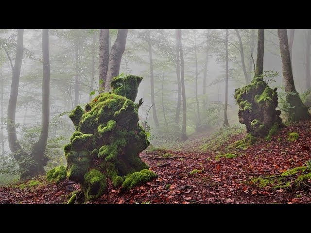 הגיית וידאו של bosque בשנת ספרדית