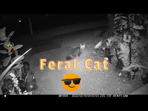 Throwing Out Cat Food For The Feral Cats Slow Motion And Reverse 😺
