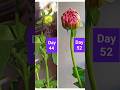 How to grow Dahlias  # Dahlia growth day by day # Dahlia flower blooming