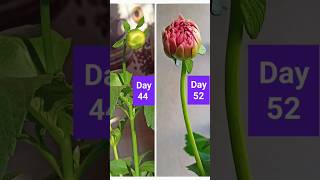 Download lagu How to grow Dahlias # Dahlia growth day by day # Dahlia flower blooming mp3 Download lagu How to grow Dahlias # Dahlia growth day by day # Dahlia flower blooming mp3