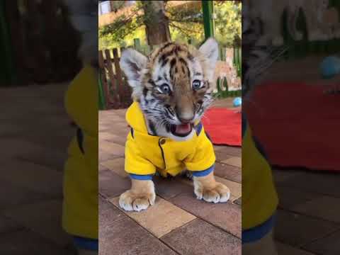 Cute Tiger cub | Nouman Hassan |