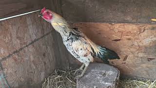 Download lagu Pure Chiang Mai mp3