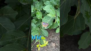 Download lagu Poisonous butterfly 🦋 #youtubeshorts mp3 Download lagu Poisonous butterfly 🦋 #youtubeshorts mp3