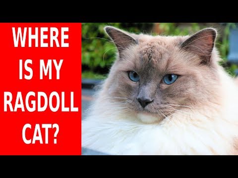 Ragdoll Cat Missing? Bowie The Ragdoll Cat & Bella The Lambkin Kitten