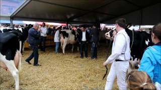 preview picture of video 'Koeienmarkt Woerden 2012'