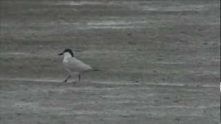 preview picture of video 'Gull billed Tern Sth Loughor bridge 26Jun12'