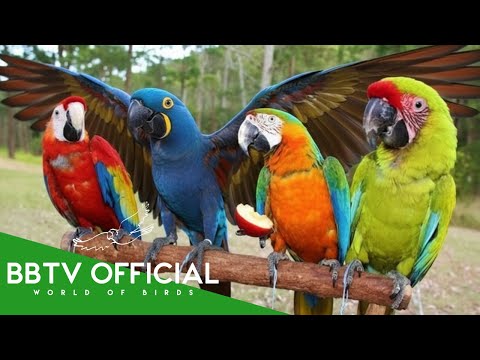 Macaw Population: A Delicate Balance | Community Health