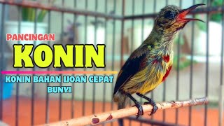 Download lagu Suara PANCINGAN KONIN Ijoan Agar Bunyi || Masteran KONIN Agar CEPAT Gacor #29 mp3