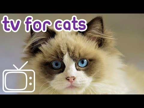 Videos For Cats: Help Your Kitten With Post Surgery TV, Help ...