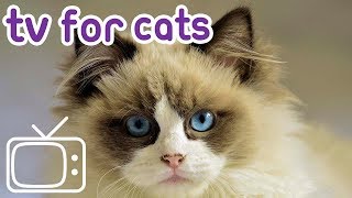 Videos For Cats: Help Your Kitten With Post Surgery TV, Help Your Cat Recover!