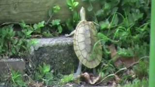 Timmy the Turtle "the fastest turtle alive"