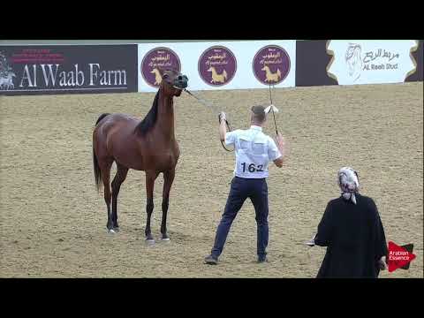 N.162 ARYAM AL SHAQAB - 21st Qatar National 2018 - Fillies 3 years old (Class 5A)