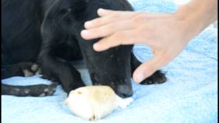 preview picture of video 'SOVIPA - Retirando Objeto do Cachorro'